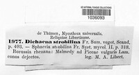 Sirococcus conigenus image